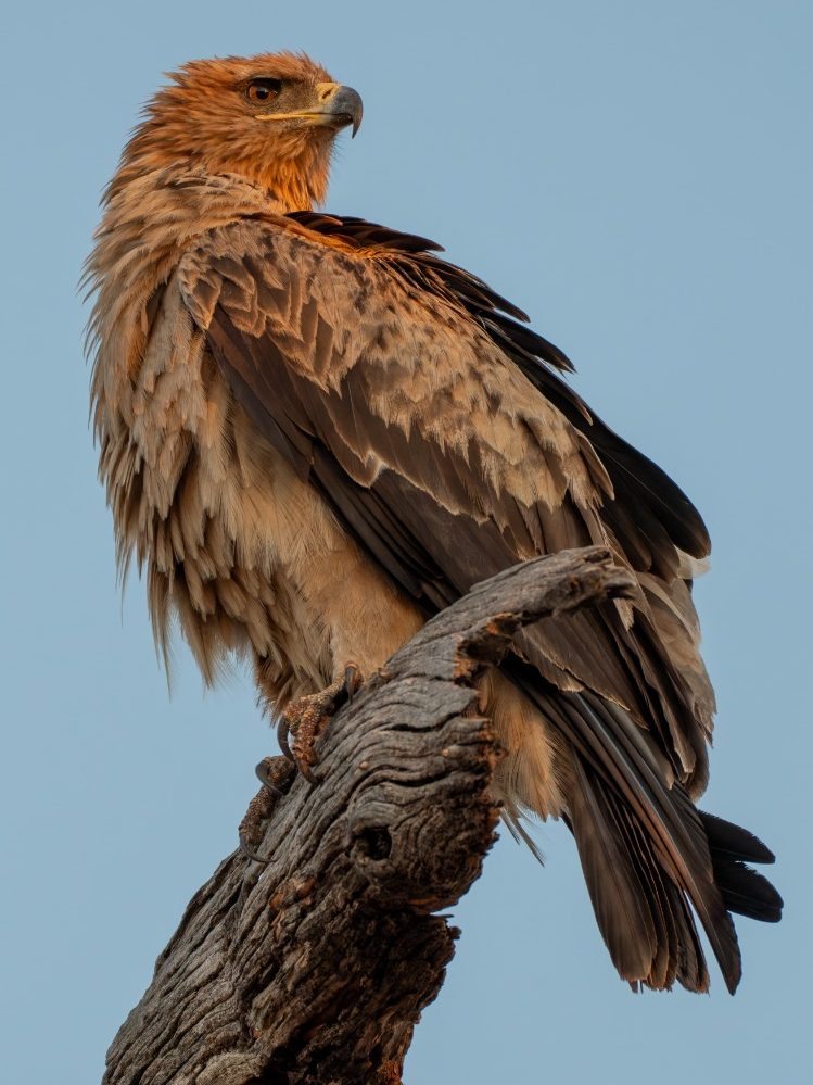 Adler
