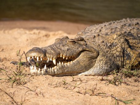 Krokodil