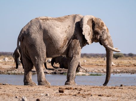 Elefant