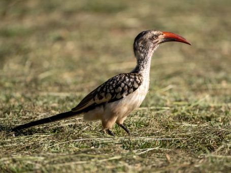 Hornbill
