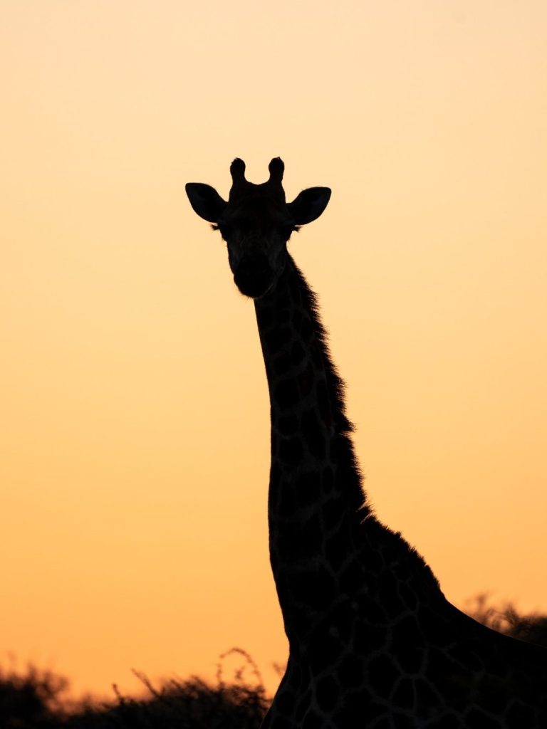 Giraffe in der Abendsonne
